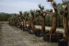 Olea europea 